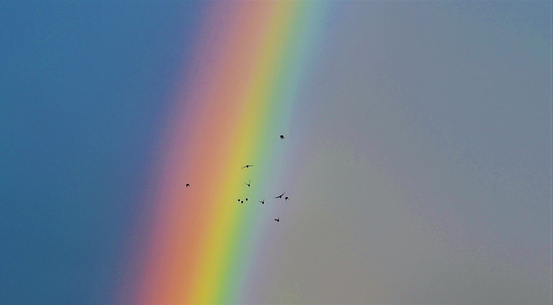 Rainbow brid 3.jpg